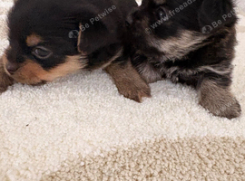 Yorkshire terrier x Pom