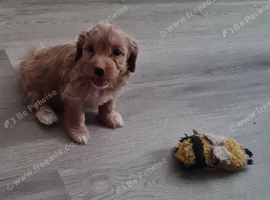 Beautiful Cavapoo Puppies