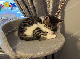 Cat and kitten for free