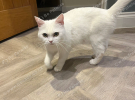 2 white shorthair kittens
