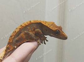 crestie + accessories