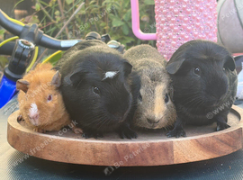 Baby/young Guineapig boys