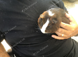 Cheeky boy pig