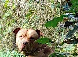 Beautiful male  dog