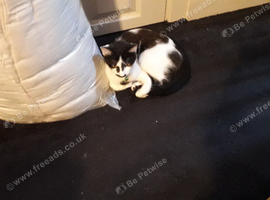 Good  home  needed asap