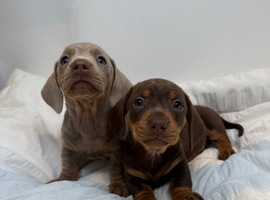 Miniature dachshunds