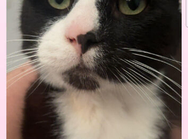 Black / white cat