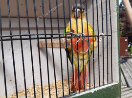 Pineapple / Green Cheek baby Conures