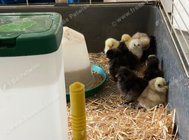 Day old silkie chicks