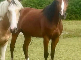 15hh bay mare