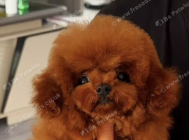 Micro asian toy poodle stud