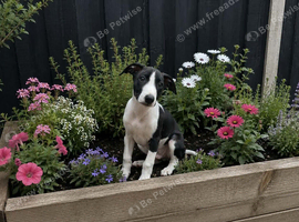 Beautiful whippet pups