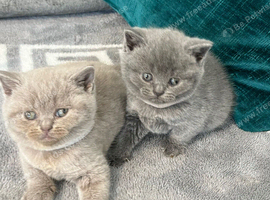 Pure British shorthair kittens