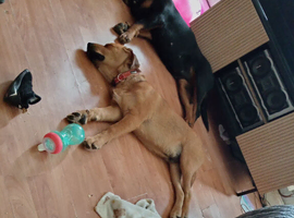 5 month old Rottweiler male