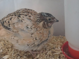 2 Male Japanese / Coturnix ( Quail)