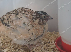 Male Japanese quail