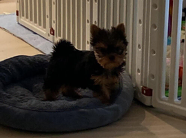 Healthy Yorkshire Terrier Puppy Male