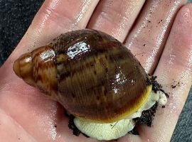Archachatina Ventricosa Albino Land snails