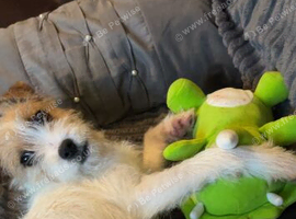 Archie (URGENT)