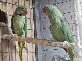 Alexandrine pair