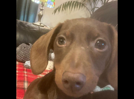 Choc Mini Dachshund needs new home