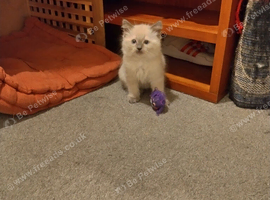 Pure ragdoll kittens