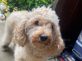 5 Beautiful  F1B Cavapoos for sale