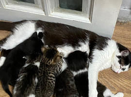 Kittens for sale ready 2-3 wks