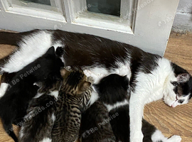 Kittens looking for good homes