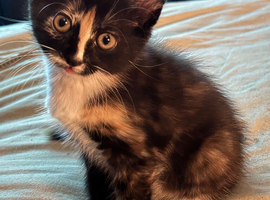Kittens looking for there new homes