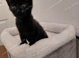 Last little kitten