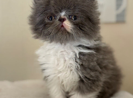GCCF Registered Persian boy