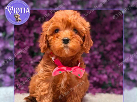 Beautiful F1 Cavapoo Puppies Ready Now