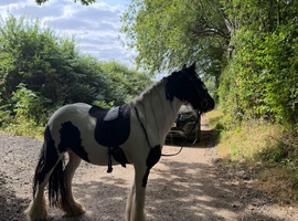 12.2HH 4YO MARE