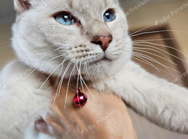 Two beautiful cats looking for the best home!!!