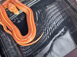 &ldquo;Rook&rdquo; Baby, hypo/amel/stripe corn snake Male
