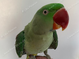 Tame Alexandrian parrot