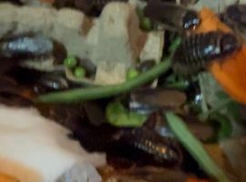 Dubia roach colonies