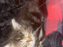 2 kittens
