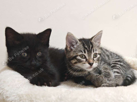 Domestic short hair kittens