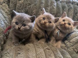 3 beautiful British shorthairs left