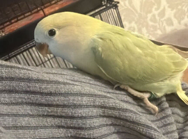 Tamed lovebird's
