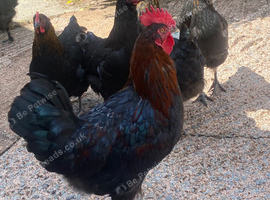 Free Cockerels copper marans