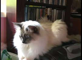 Teddy,6year old Ragdoll