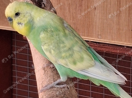 Budgies