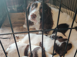 Springer/sprocker pups