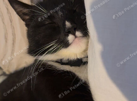 Male cat