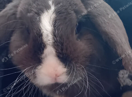 Friendly male mini lop