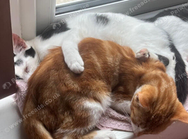 Ginger n white kitten boy
