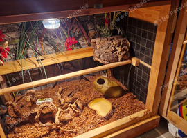 4ft female corn snake and set up for sale